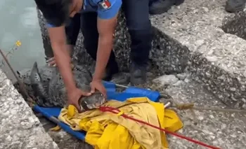 Cocodrilo liberado Laguna Ilusiones genera alerta