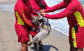 Pelicano rescatado Paraíso: Protección y recuperación