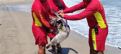 Pelicano rescatado Paraíso: Protección y recuperación