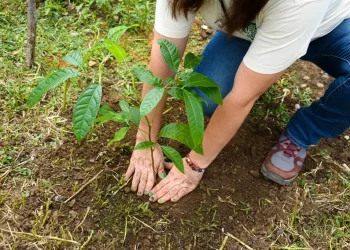 COMESFOR anuncia segunda Jornada de Reforestación Tabasco