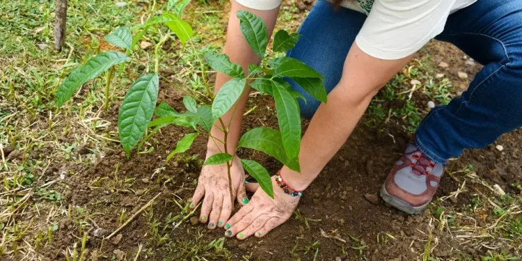 COMESFOR anuncia segunda Jornada de Reforestación Tabasco
