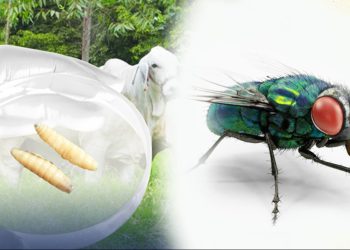 Planta de moscas estériles contra gusano barrenador