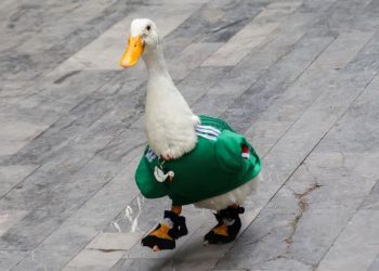 Pato Merlín durante evento del Mundial 2026 en Ciudad de México convertido en fenómeno viral.