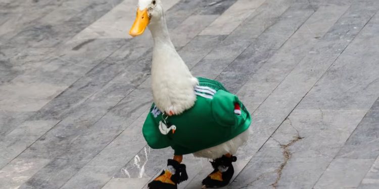 Pato Merlín durante evento del Mundial 2026 en Ciudad de México convertido en fenómeno viral.