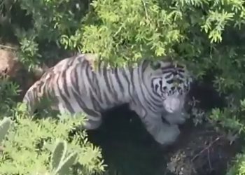 Tigre de bengala localizado en una zona alta de Tepetlaoxtoc durante operativo de captura.