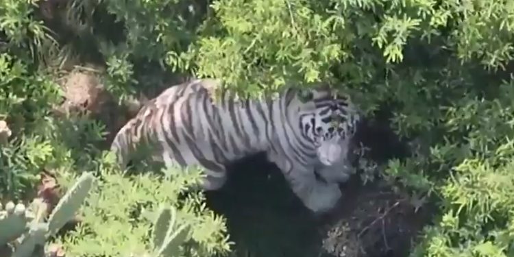 Tigre de bengala localizado en una zona alta de Tepetlaoxtoc durante operativo de captura.