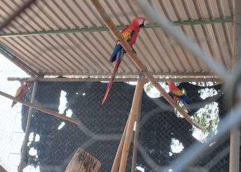 Guacamayas y loros asegurados por la Profepa durante un operativo en Cunduacán, Tabasco.