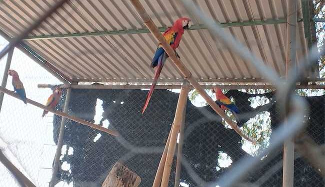 Guacamayas y loros asegurados por la Profepa durante un operativo en Cunduacán, Tabasco.