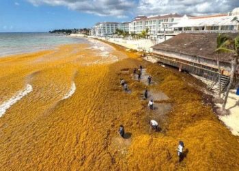 Sargazo ahuyenta al turismo en Playa del Carmen: dos meses de crisis sin solución