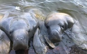 Hallan tres manatíes muertos en Macuspana