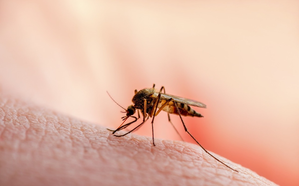 Dengue en Centro Tabasco