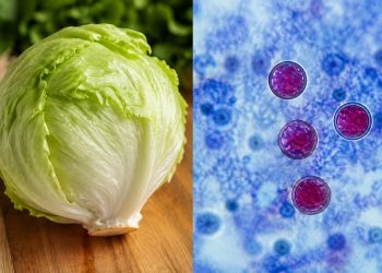 Tabasco refuerza vigilancia por brote de Cyclospora