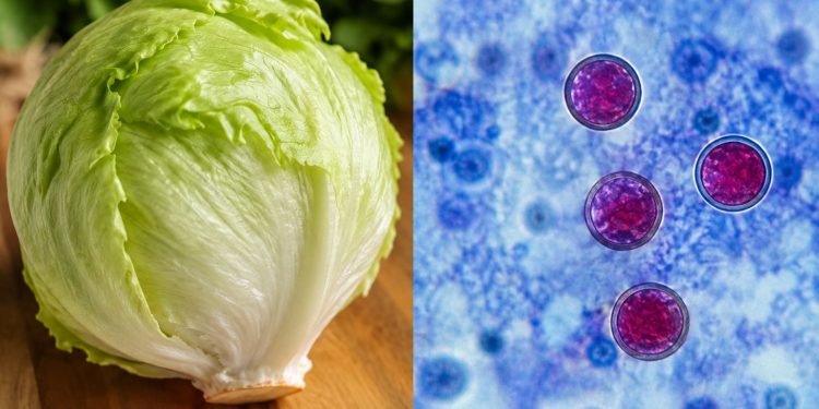Tabasco refuerza vigilancia por brote de Cyclospora