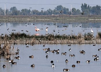 Quinientas especies regresan al Lago de Texcoco