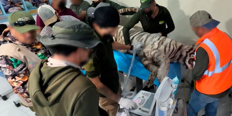 Muere el tigre Kenzo en Tepetlaoxtoc