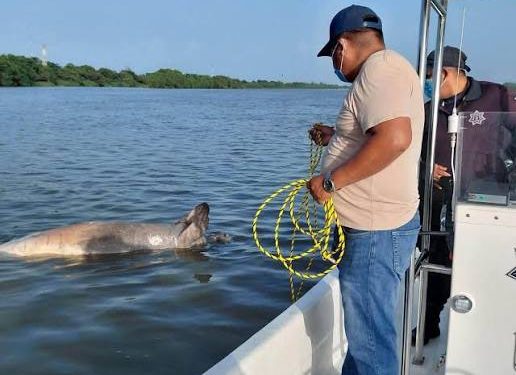 Personal ambiental realiza recorridos tras el hallazgo de tres manatíes muertos en cuerpos de agua de Macuspana, Tabasco.