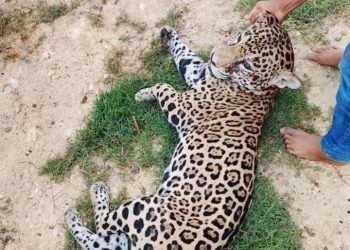 Jaguar presuntamente abatido por habitantes de la región de Los Bitzales, en Macuspana.