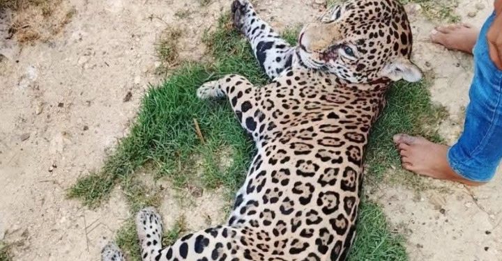 Jaguar presuntamente abatido por habitantes de la región de Los Bitzales, en Macuspana.