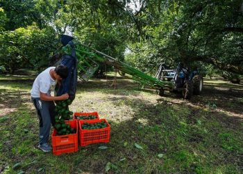 inspecciones-aguacate-michoacan-estados-unidos.webp