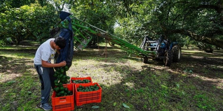 inspecciones-aguacate-michoacan-estados-unidos.webp